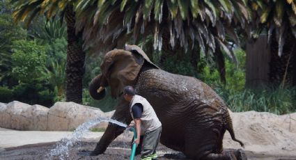 La elefanta Ely se quedará en el Zoológico de Aragón tras resolución de amparo