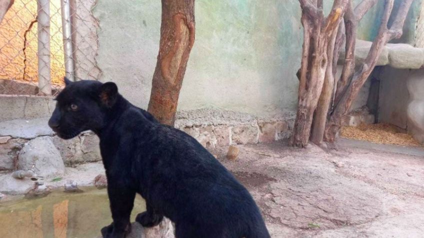 Dueña de pantera asegurada por Profepa pide ayuda de este artista para recuperarla