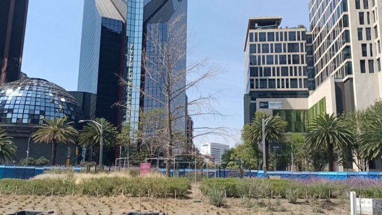 Ahuehuete de Reforma 