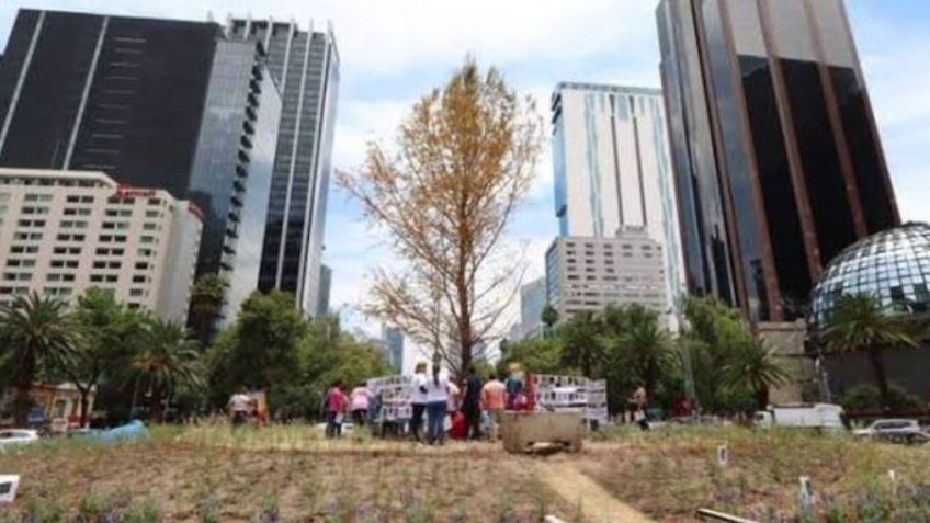 Gobierno de la CDMX dirá adiós al ahuehuete de Reforma; instalarán otra especie tras haberse secado