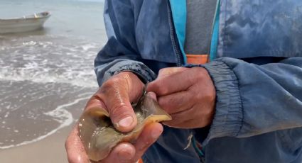 Tras vacaciones de Semana Santa, denuncian ante Profepa a Huatabampo por mutilación de mantarrayas