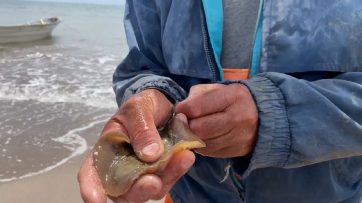Tras vacaciones de Semana Santa, denuncian ante Profepa a Huatabampo por mutilación de mantarrayas