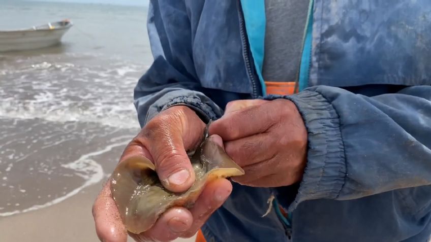 Tras vacaciones de Semana Santa, denuncian ante Profepa a Huatabampo por mutilación de mantarrayas