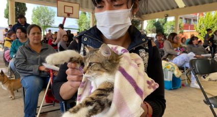 Protege a tu mascota: Organizan jornada de esterilización de perros y gatos en Tecámac, Edomex