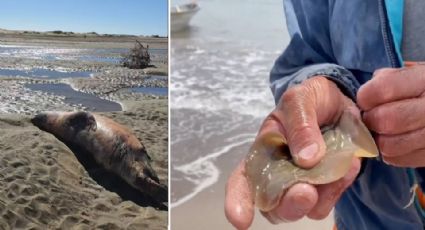 Huatabampo, en medio de su peor crisis ambientalista; mueren delfines y lobos marinos