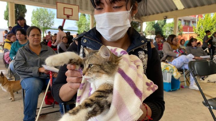 Protege a tu mascota: Organizan jornada de esterilización de perros y gatos en Tecámac, Edomex