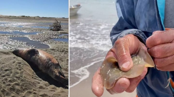 Huatabampo, en medio de su peor crisis ambientalista; mueren delfines y lobos marinos
