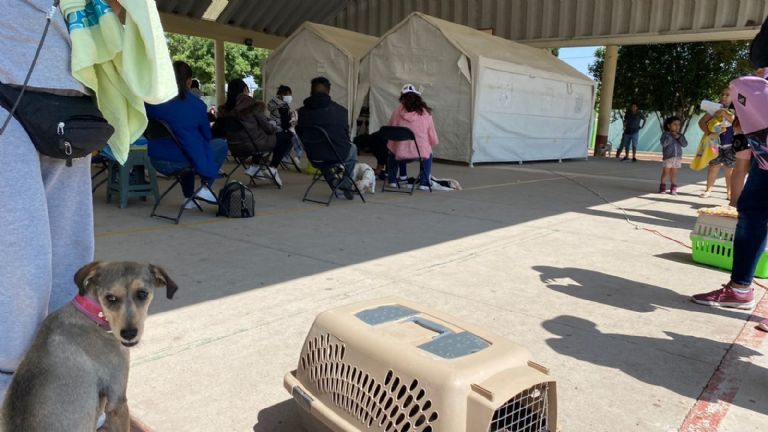Jornada de esterilización de mascotas