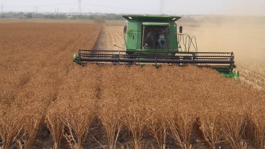 Lanza Sader en Sonora convocatoria para apoyo agrícola; aquí te decimos cómo aplicar