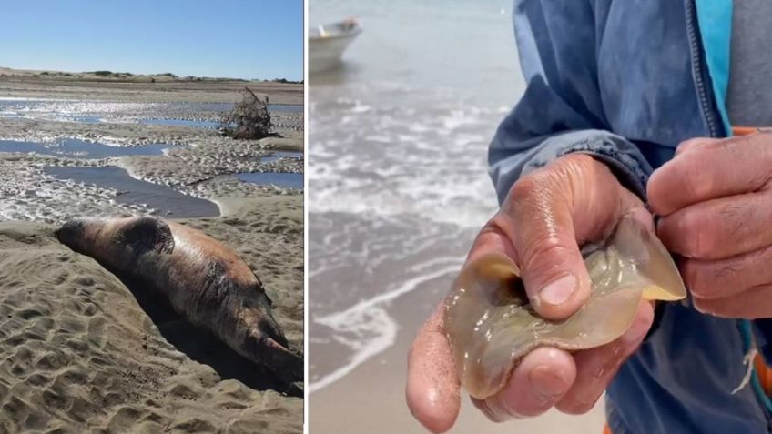 Huatabampo, en medio de su peor crisis ambientalista; mueren delfines y lobos marinos
