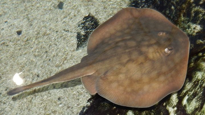 Mutilan a mantarrayas en Huatabampo, Sonora: Titular de Ecología fue cesada, confirma Ayuntamiento