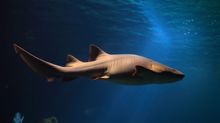 Carmen es mordida por un tiburón nodriza mientras buceaba en las Islas Maldivas; sobrevive al ataque