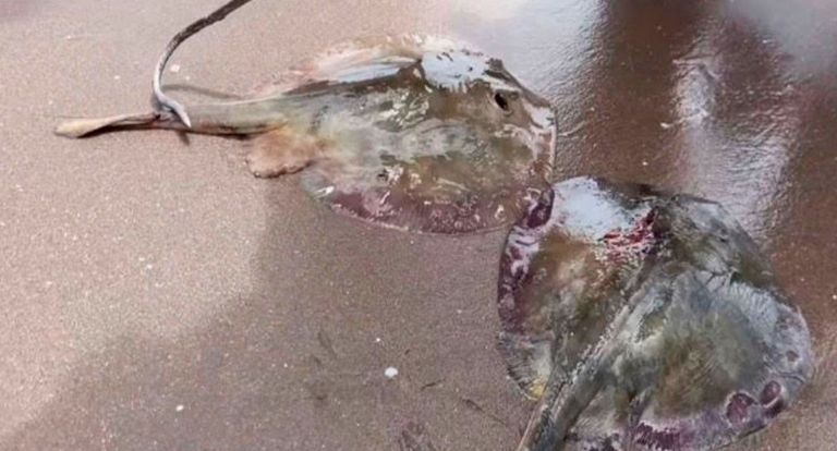 Mantarrayas son mutiladas en Huatabampo, Sonora. Foto: Internet