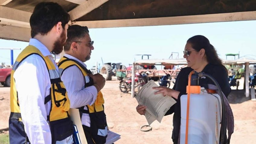 Proaes detecta irregularidades en granjas camaroneras de Huatabampo