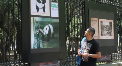 Visita la exhibición en el Bosque de Chapultepec y disfruta los 100 años de historia del Zoológico