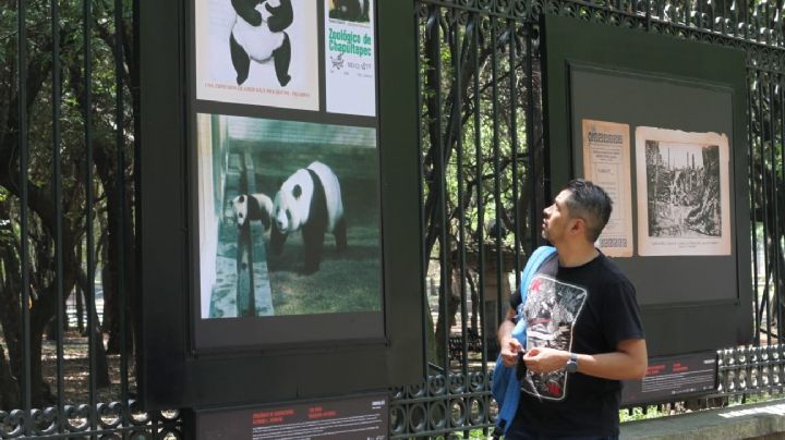 Visita la exhibición en el Bosque de Chapultepec y disfruta los 100 años de historia del Zoológico