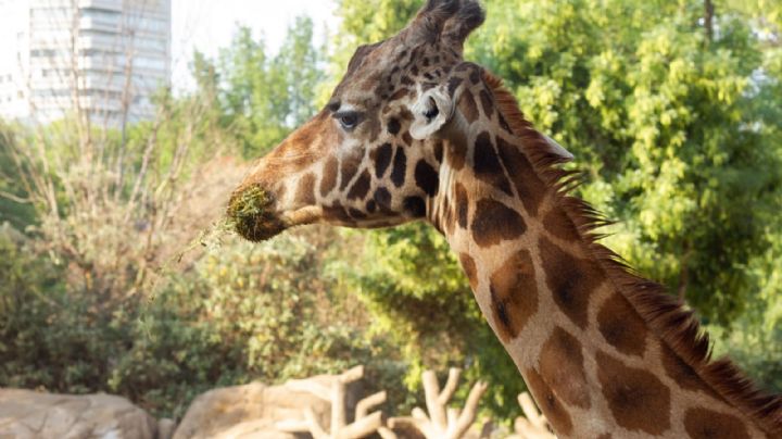 Conoce a la residente más longeva del Zoológico de Chapultepec; se convirtió en madre y abuela