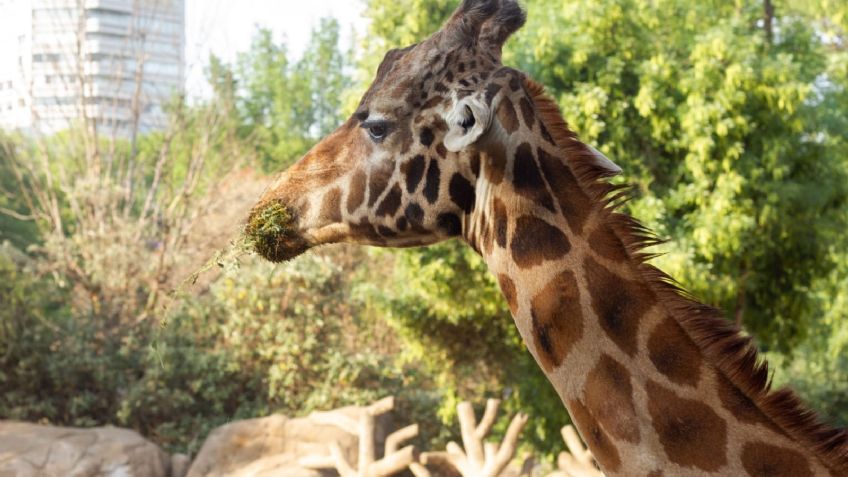 Conoce a la residente más longeva del Zoológico de Chapultepec; se convirtió en madre y abuela