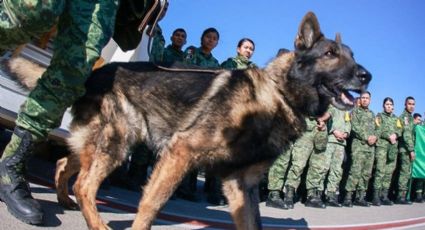 Noble gesto: Turquía 'regala' un cachorro a la Sedena tras la muerte de 'Proteo' durante el sismo de 6.8 grados