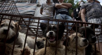 Se desatan protestas en Corea del Sur por la posible prohibición del consumo de carne de perro