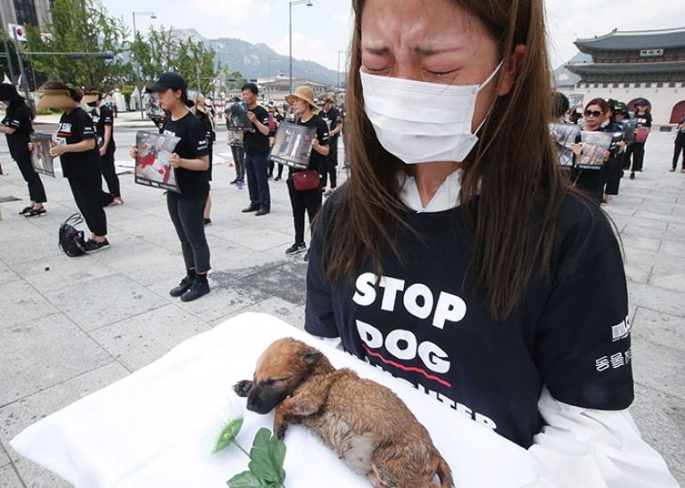 Jóvenes de Corea del Sur piden que se detenga la venta de carne de perro