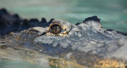 Australia: Cocodrilo le arranca la vida a un pescador frente a la vista impotente de sus amigos