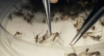 Blindan Navojoa contra el dengue con más de 2 mil 300 ovitrampas