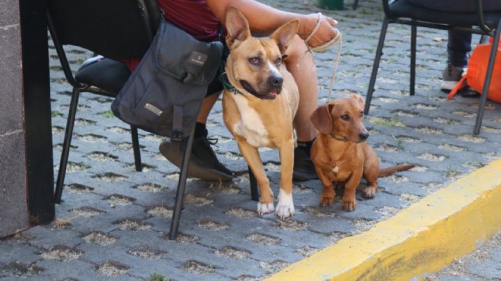 Con jornadas de esterilización, buscan terminar con el abandono de perritos en la Ciudad de México