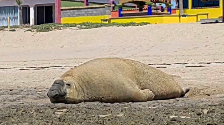 FOTOS: Él es el increíble elefante marino que está de 'vacaciones' en Puerto Peñasco, Sonora