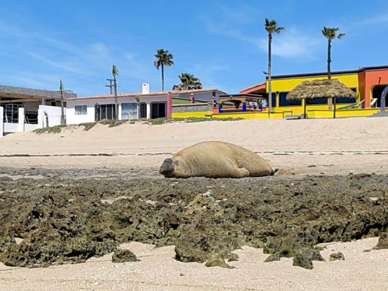 Elefante marino pasa sus 'vacaciones' en Sonora. Foto: Facebook