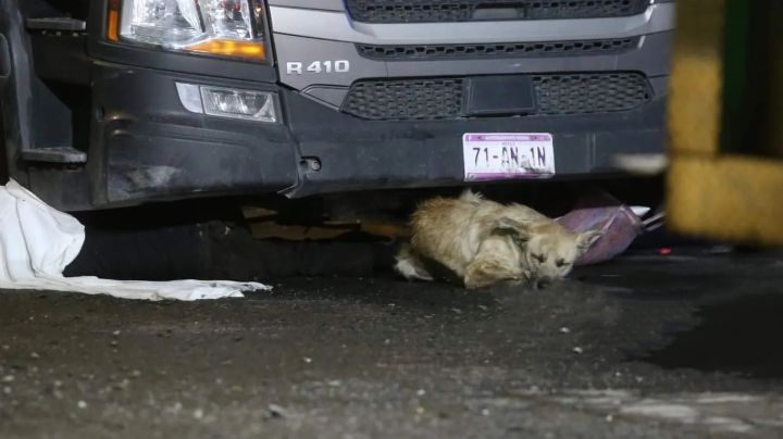 Imágenes fuertes: Abuelito muere atropellado en Lerma y su perrito se niega a abandonar su cuerpo