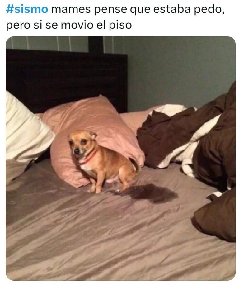 meme sismo 1