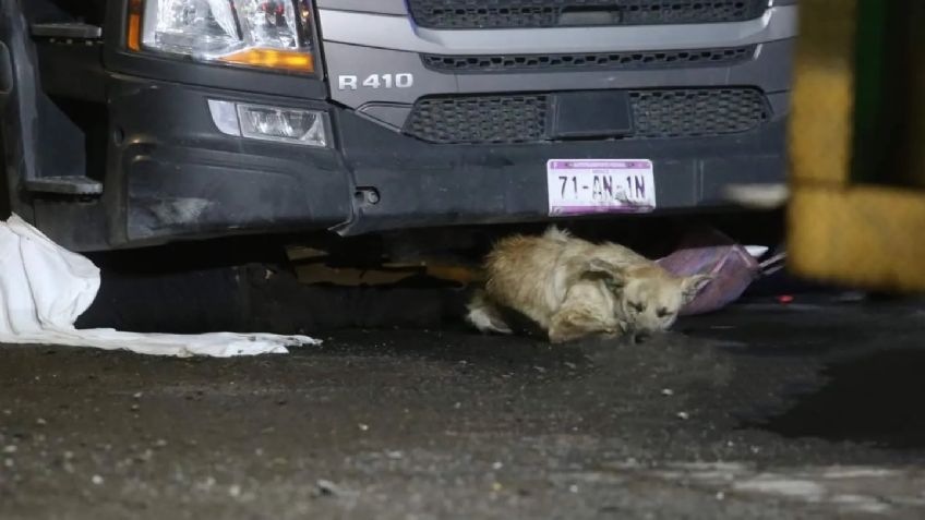 Imágenes fuertes: Abuelito muere atropellado en Lerma y su perrito se niega a abandonar su cuerpo