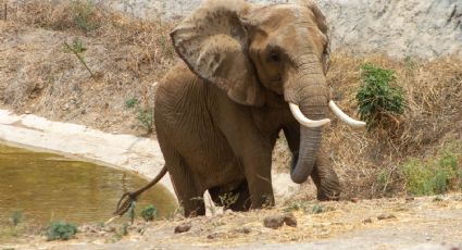 Conoce a 'Gipsy' la nueva huésped del Zoológico de San Juan de Aragón; acompañará a Ely la elefanta