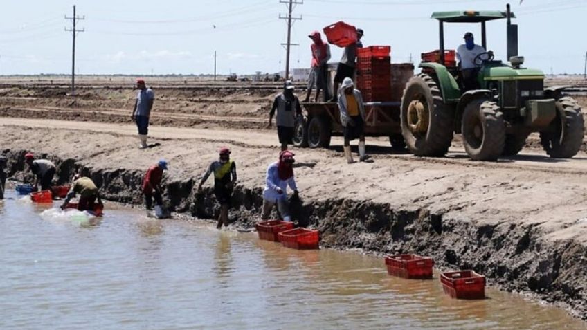 Productores acuícolas de Sonora se reúnen con autoridades; exponen propuestas y solicitudes