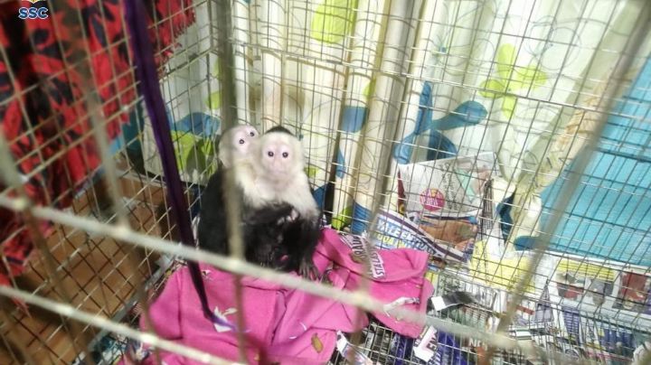 FOTOS: Durante mega operativo en Iztapalapa rescatan a mil 500 especies en peligro de extinción