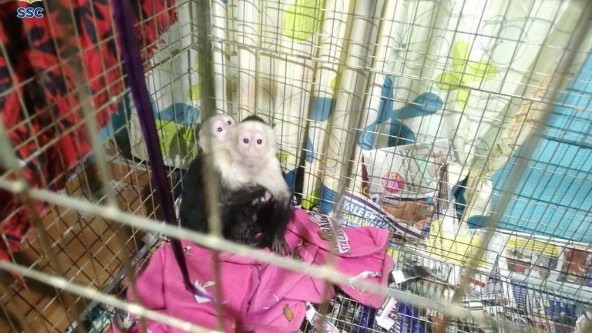 FOTOS: Durante mega operativo en Iztapalapa rescatan a mil 500 especies en peligro de extinción