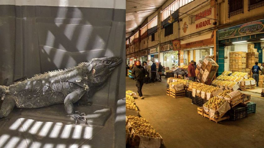 Insólito: Autoridades de la CDMX rescatan a un lagarto de una caja en domicilio de Iztapalapa