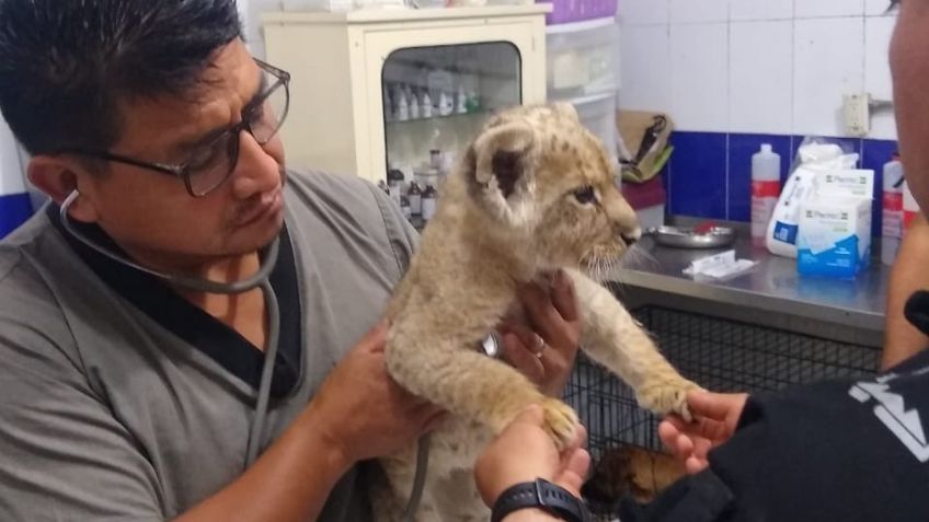 Brigada animal en CDMX rescata a un cachorro de león tras operativo; hay 3 personas detenidas
