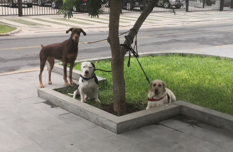 Paseadores de perros de la CDMX