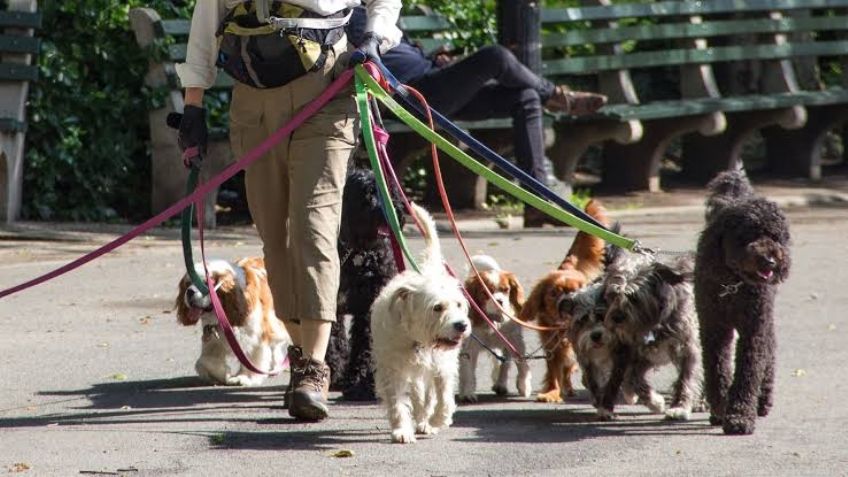 ¿Cuánto gana un paseador de perros? Autoridades de la CDMX realiza cursos de capacitación