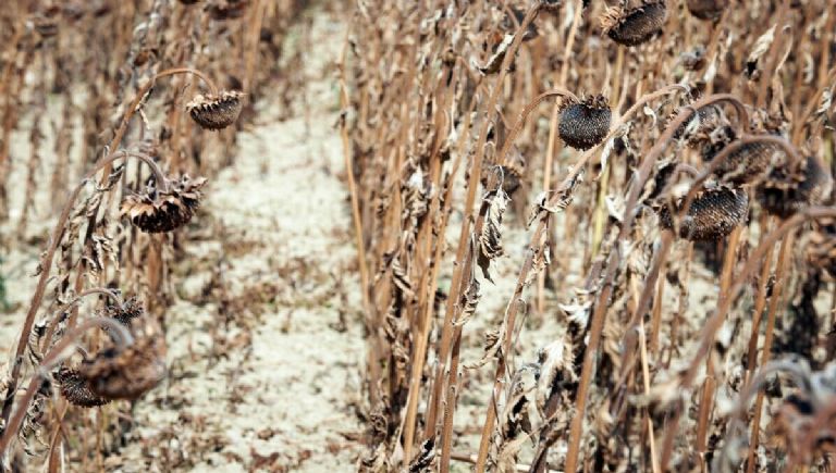 'El Niño' provocará sequías en diferentes partes del mundo. Foto: Internet