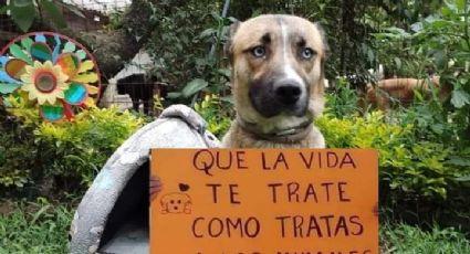 Tras caso Tecámac, Gobierno del Edomex se pronuncia contra la violencia animal; así puedes denunciar