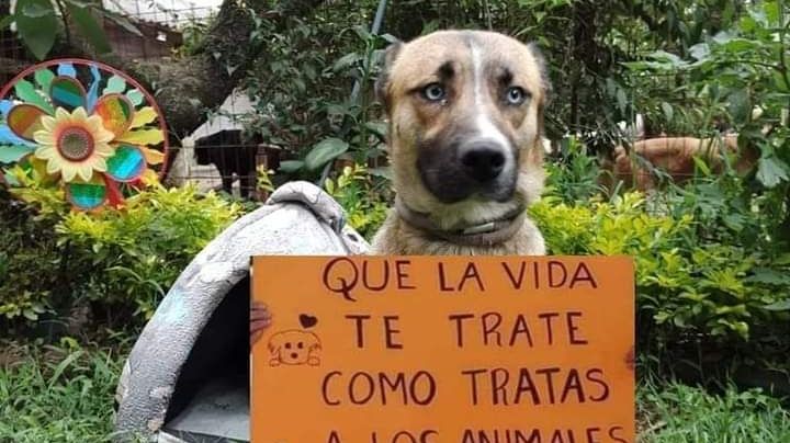 Tras caso Tecámac, Gobierno del Edomex se pronuncia contra la violencia animal; así puedes denunciar
