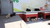 Tecámac tiene un espacio para atender a perritos maltratados; que no se repita caso de asesinato