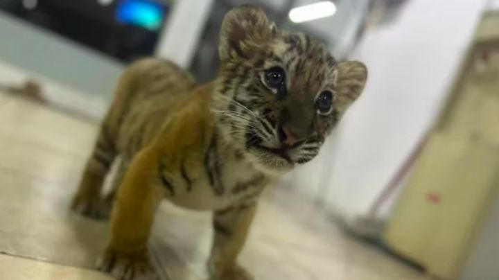 Cae en CDMX traficante de animales; autoridades consiguen resguardar a un cachorro de tigre