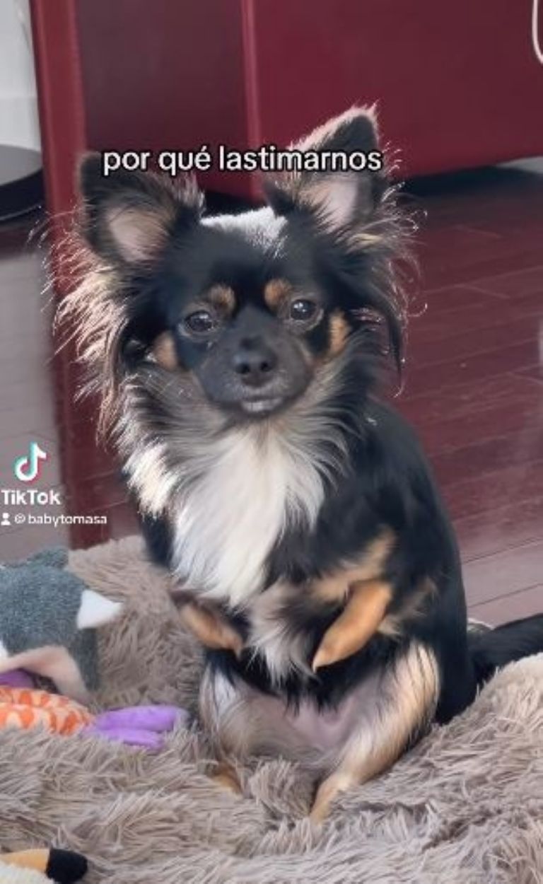 Ana Brenda Contreras