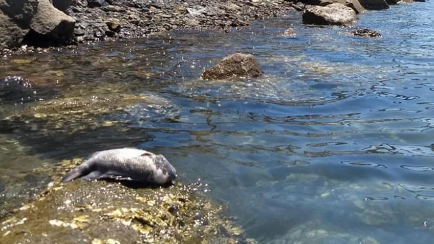 Alerta en Sonora: La contaminación de la bahía por derrames representa un 'lastre' para Guaymas