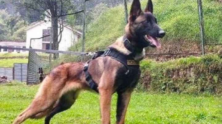 Colombia llora a un héroe: Piden a las autoridades buscar en la selva a 'Wilson', perro de rescate