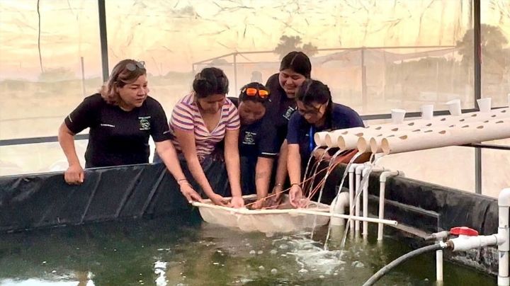 Etchojoa: Región del Mayo cuenta con primera generación de egresados de la Universidad del Bienestar